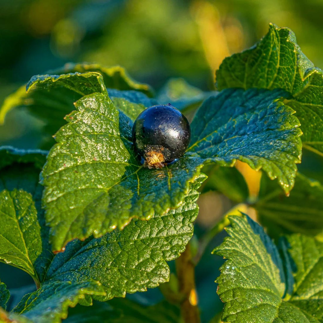 CurraNZ® Blackcurrant extract